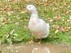 Lord Whisky @ Park House Animal Sanctuary