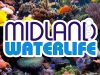 Midland Waterlife