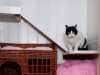 Mossdale Cat Boarding Kennels