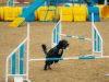 Naylor Agility