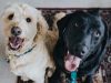 Pet Waste Solutions