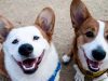 Pet Waste Solutions
