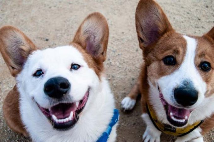Pet Waste Solutions