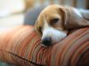 Petstay Norfolk