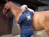 Tall Grass Animal Acupressure