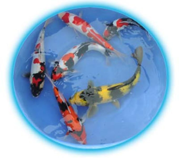 Tc Koi
