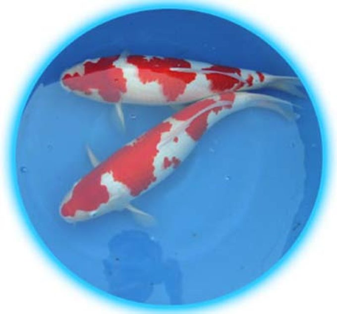 Tc Koi