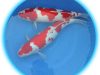 Tc Koi