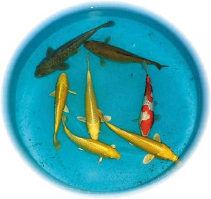 Tc Koi