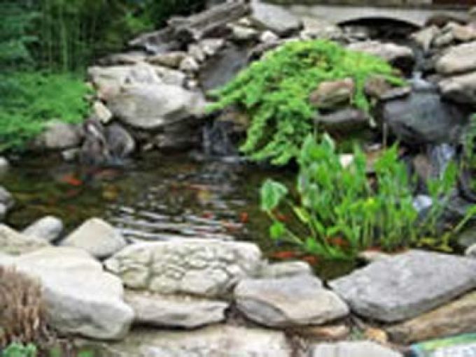 Tc Koi