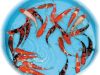 Tc Koi