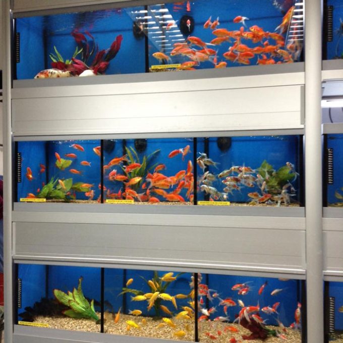 The Fish Bowl Ltd